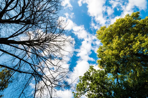 Siyah kuru dallar ağacın yaprakları olmadan