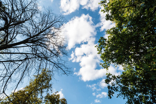 Black dry branches of tree without leaves