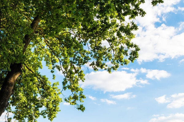 Green tree against blue sky with clouds