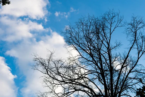 Ramas secas negras de árbol sin hojas —  Fotos de Stock