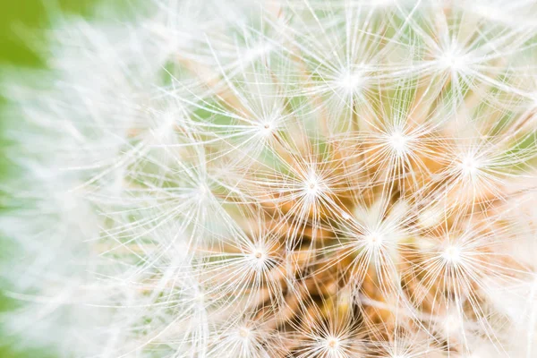 Detail of part of dandelion's head — Stock Photo, Image