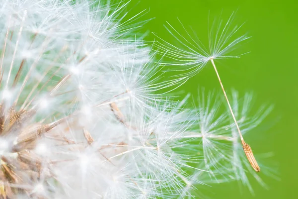 Detail of part of dandelion's head — Stock Photo, Image