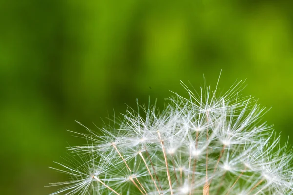 Detail of part of dandelion's ripe white seeds — Stock Photo, Image