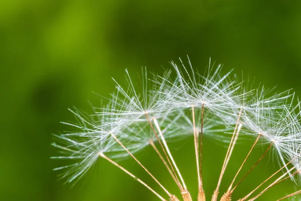 Detail of part of dandelion's ripe white seeds — Stock Photo, Image
