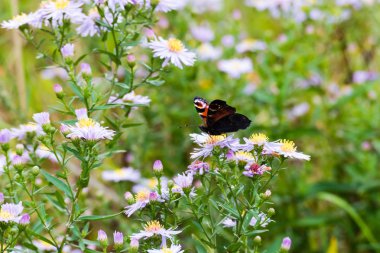Güzel çiçekler ve çayır çim