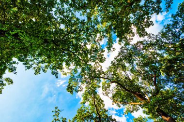 Yeşil ağaç bulutlar ile mavi gökyüzü karşı