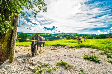 Kahverengi at çayırda