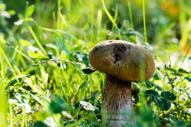 Orman yeşil çim güzel mantar