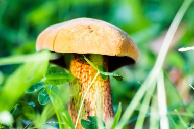 Orman yeşil çim güzel mantar