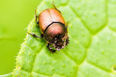 Bir böceği böcek üzerinde yeşil le sürünen detaylı macrophotography