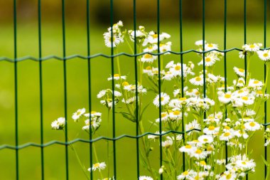 Çitin arkasında beyaz çiçek açan çiçeklerle