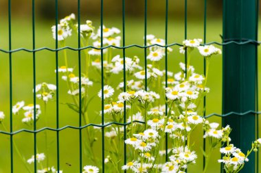 Çitin arkasında beyaz çiçek açan çiçeklerle