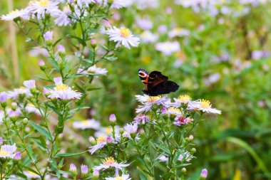 Güzel çiçekler ve çayır çim