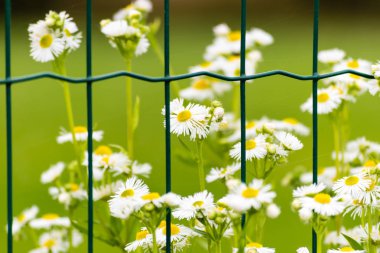 Çitin arkasında beyaz çiçek açan çiçeklerle