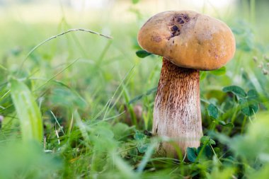 Orman yeşil çim güzel mantar