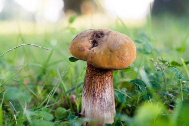 Orman yeşil çim güzel mantar