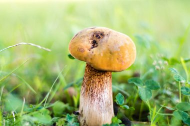 Orman yeşil çim güzel mantar