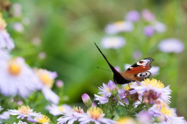 Bir çiçek üzerinde oturan tavus kuşu kelebek