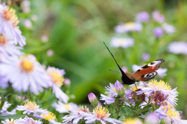 Bir çiçek üzerinde oturan tavus kuşu kelebek