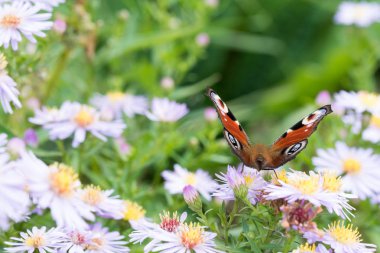 Bir çiçek üzerinde oturan tavus kuşu kelebek