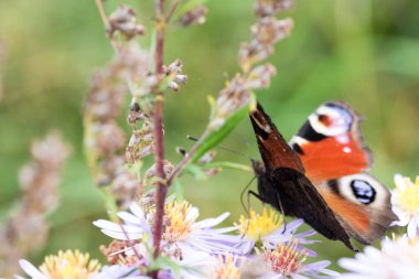 Bir çiçek üzerinde oturan tavus kuşu kelebek