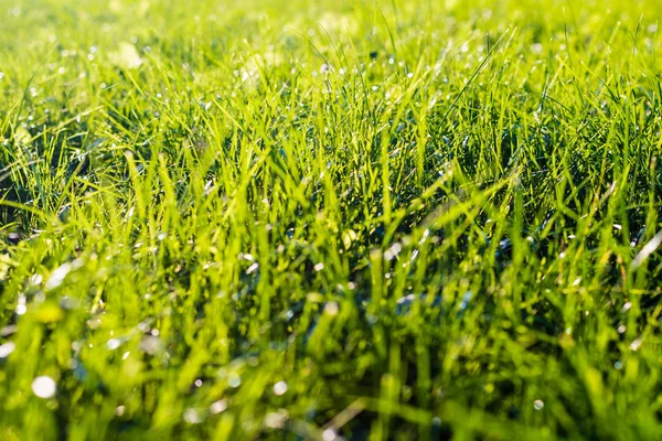Doğrudan güneş ışığı altında taze yeşil çimen — Stok fotoğraf