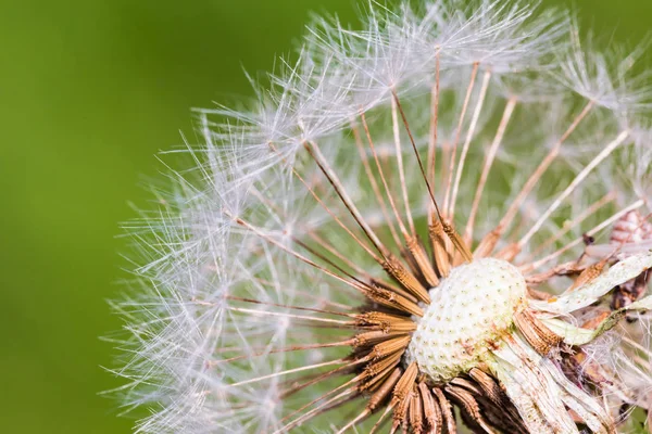 Detail of part dandelion's head — Stock Photo, Image