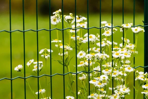 Fleurs avec des fleurs blanches derrière la clôture — Photo