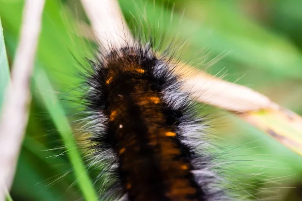 Nice black, hairy caterpillar of butterfly — Stock Photo, Image