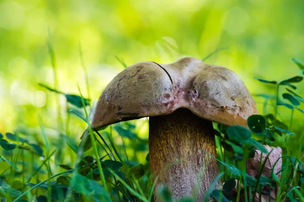 Prachtige paddenstoel in groen gras in bos — Stockfoto