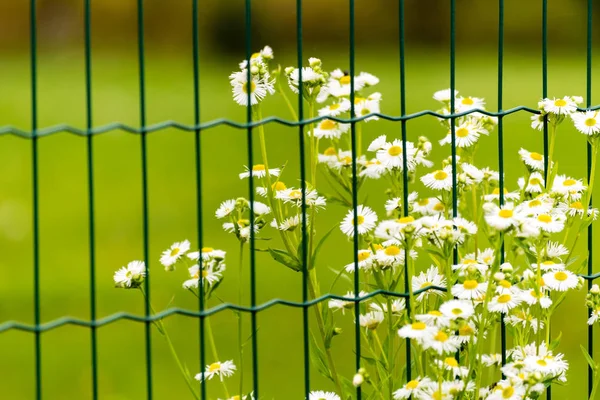 Λουλούδια με άσπρες ανθίσεις πίσω από το φράχτη — Φωτογραφία Αρχείου