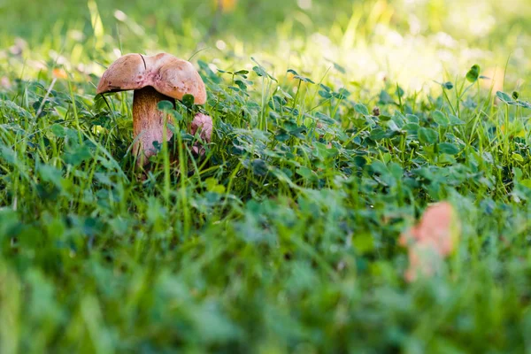 Красивые грибы в зеленой траве в лесу — стоковое фото