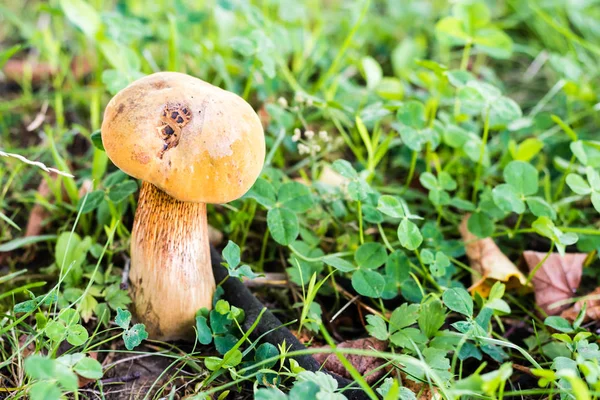 Piękny grzyb w zielonej trawie w lesie — Zdjęcie stockowe