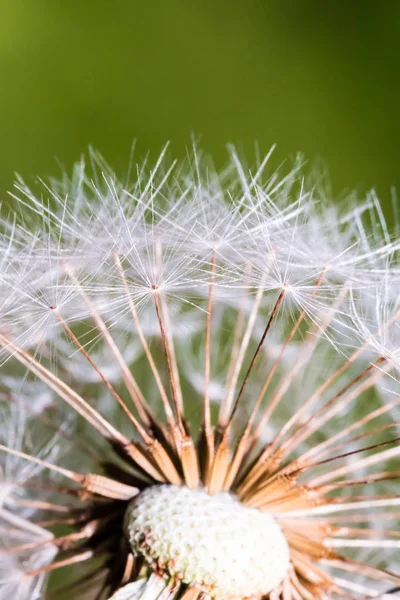 Detail kepala bagian dandelion — Stok Foto