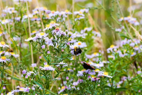 Nice wildflowers and grass on meadow — Stock Photo, Image