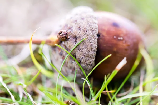 Yere yakın çekim kahverengi olgun meşe palamudu