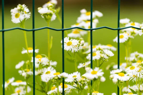 Çitin arkasında beyaz çiçek açan çiçeklerle