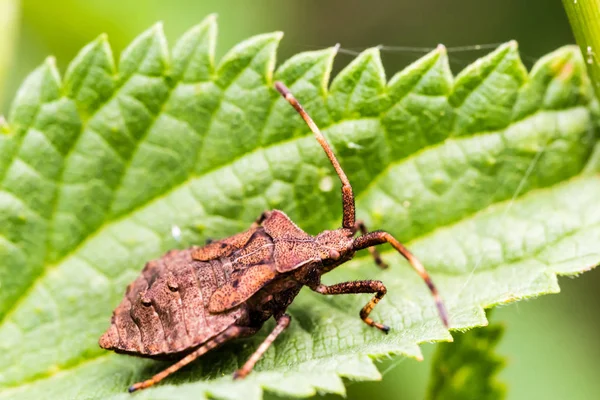 Pequeno inseto marrom rasteja na folha verde — Fotografia de Stock