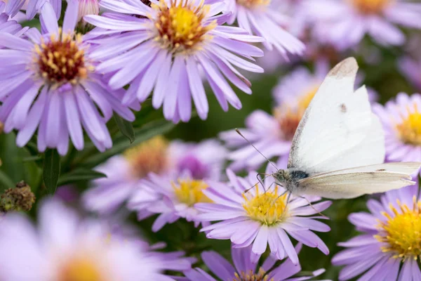 Bir çiçek üzerinde oturan lahana kelebek