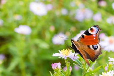Bir çiçek üzerinde oturan tavus kuşu kelebek