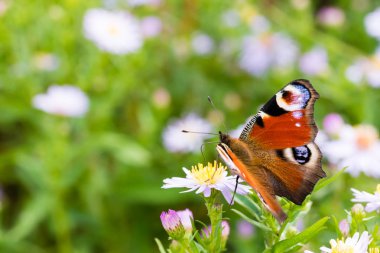 Bir çiçek üzerinde oturan tavus kuşu kelebek