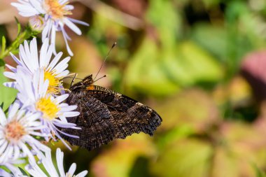 Bir çiçek üzerinde oturan tavus kuşu kelebek