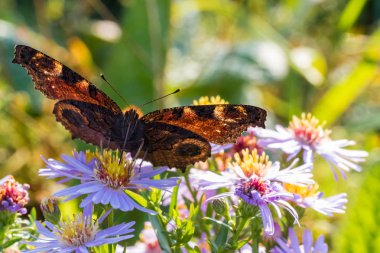 Bir çiçek üzerinde oturan tavus kuşu kelebek