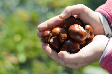 Kız olgun bazı kestane ellerinde tutuyor