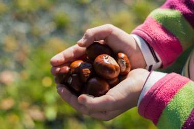 Kız olgun bazı kestane ellerinde tutuyor