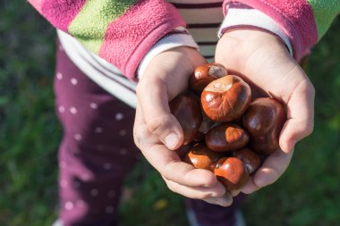 Kız olgun bazı kestane ellerinde tutuyor