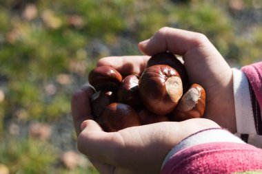Kız olgun bazı kestane ellerinde tutuyor