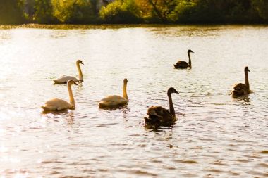 Bir grup birlikte yüzme bir vahşi kuğu