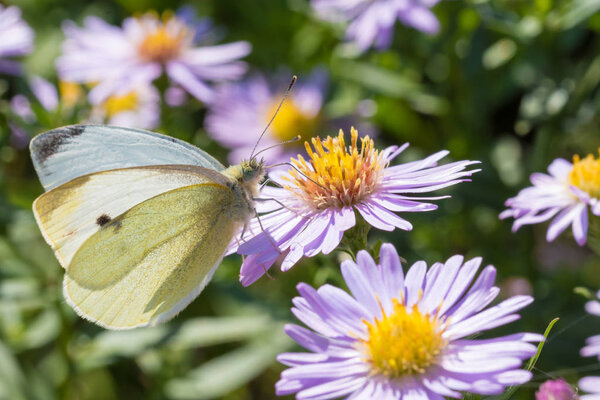 The cabbage butterfly sitting on a flower
