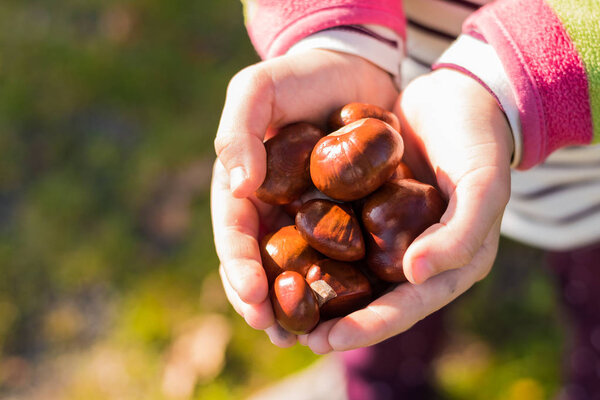 Girl is holding some ripe chestnuts in her hands